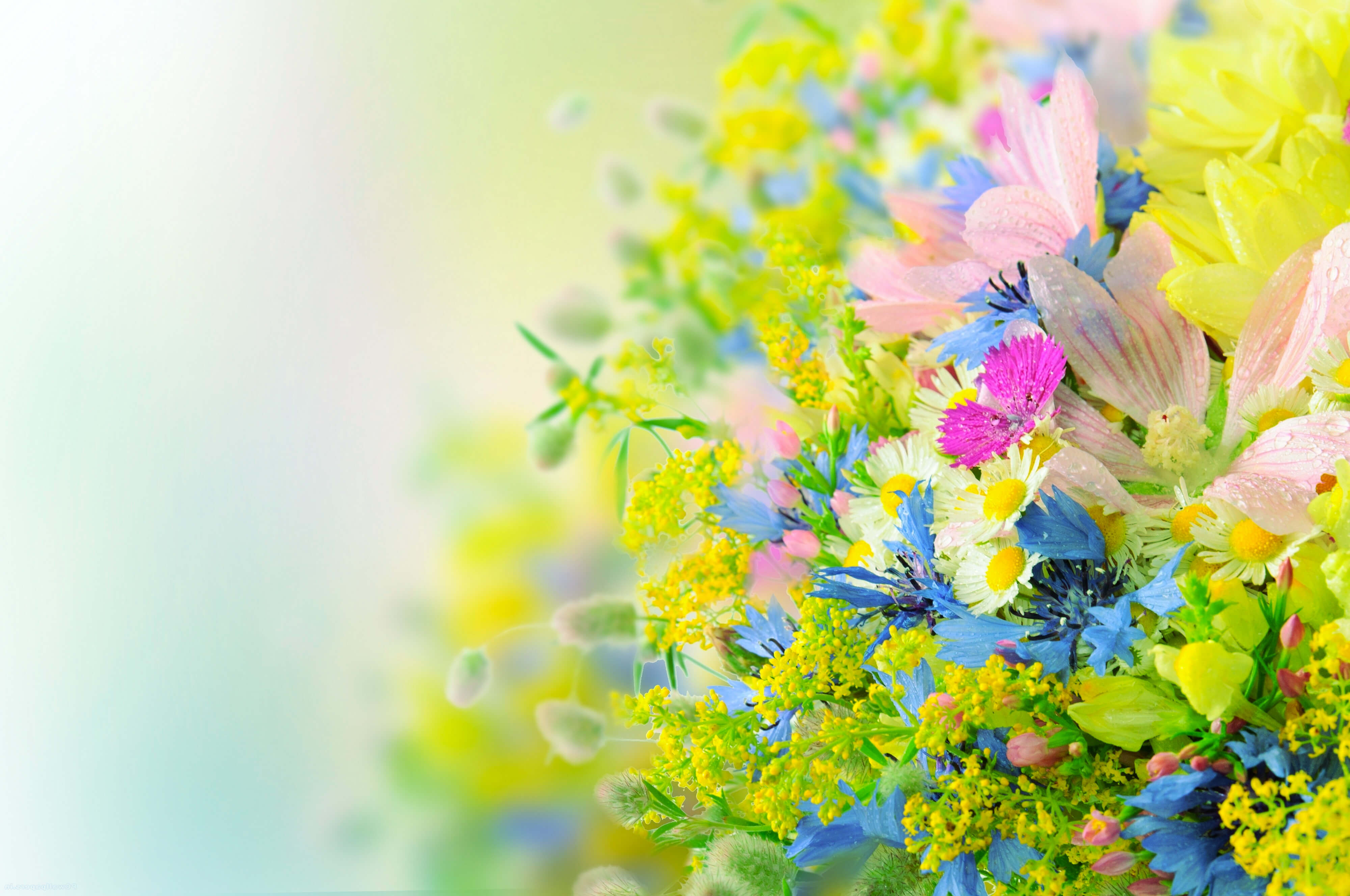 Beautiful Bright Flowers Hd Wallpaper Flower Wallpapers High
