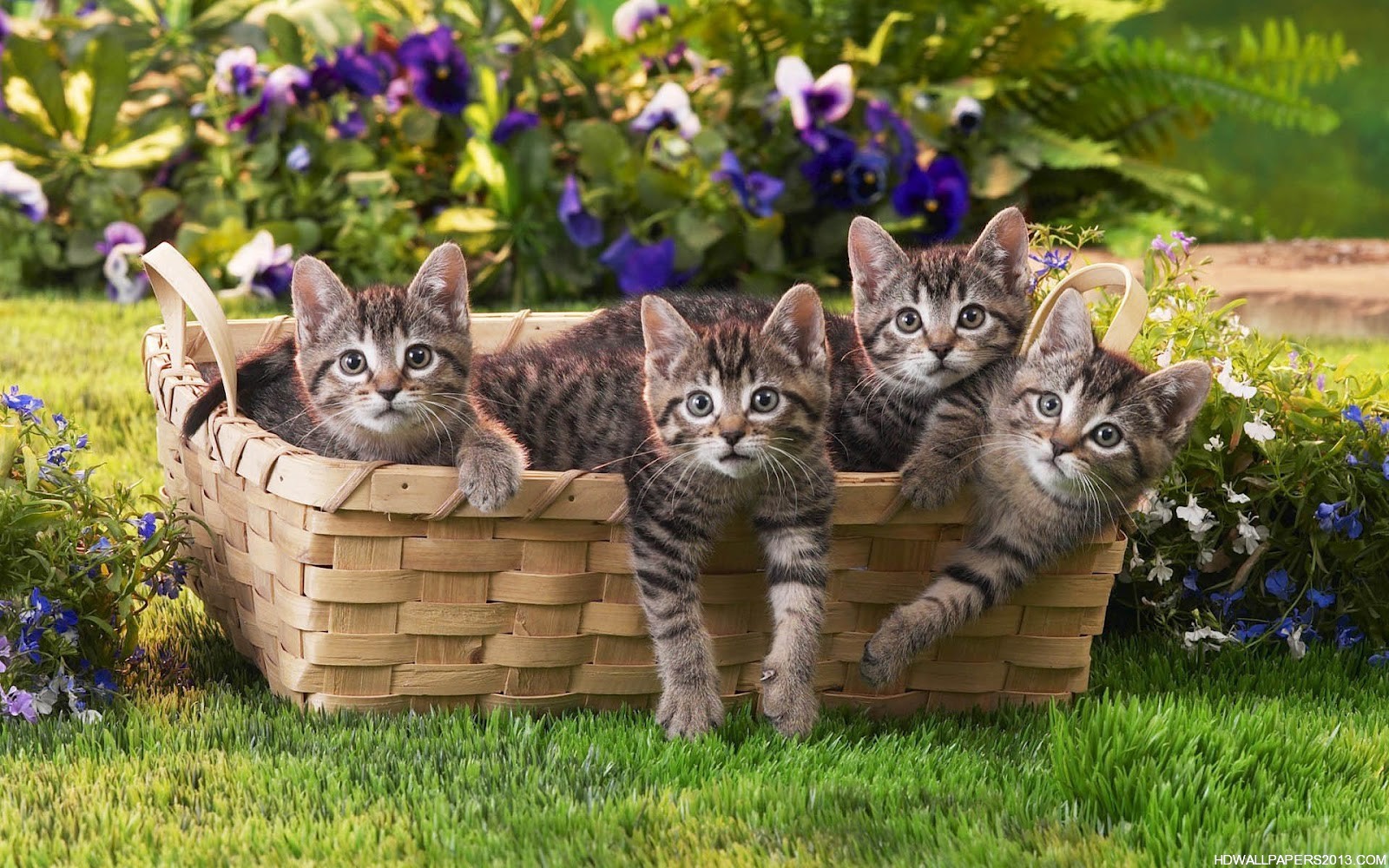 Latest Cats Hd New Wallpapers Free Download - New Images Download Free , HD Wallpaper & Backgrounds