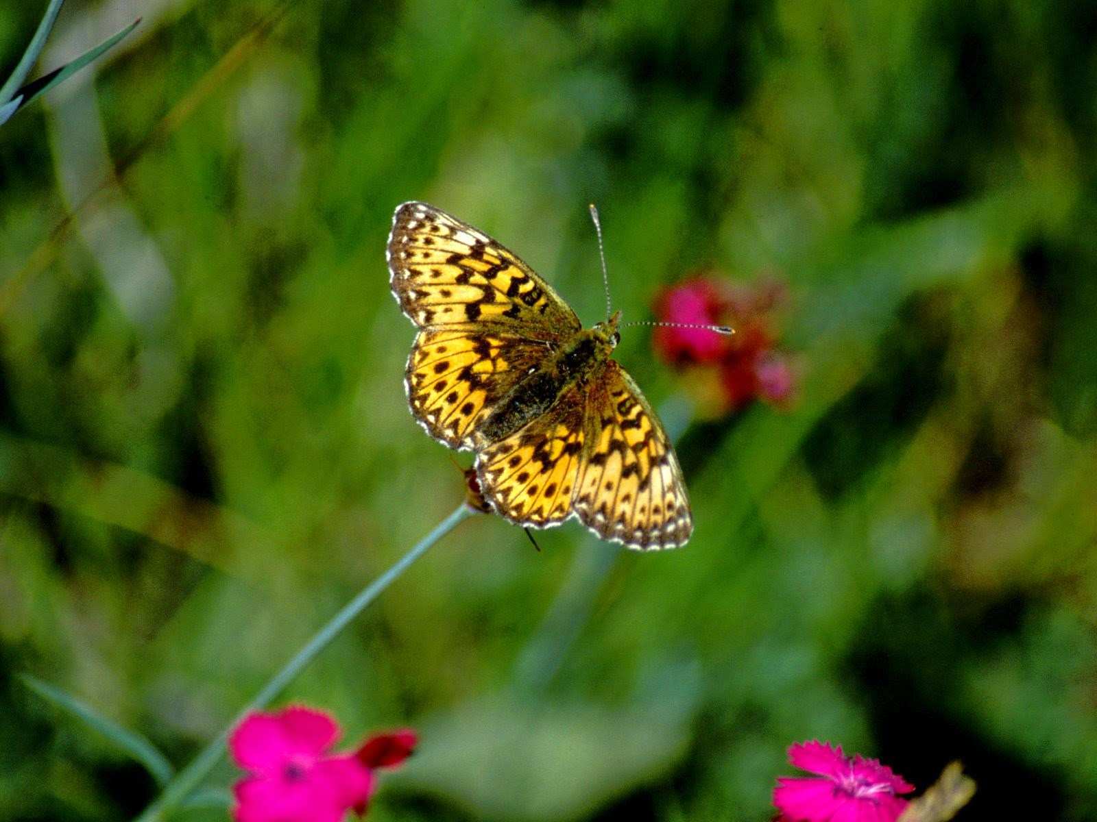 Wallpaper Kupu Kupu Dan Bunga - Dark Green Fritillary , HD Wallpaper & Backgrounds