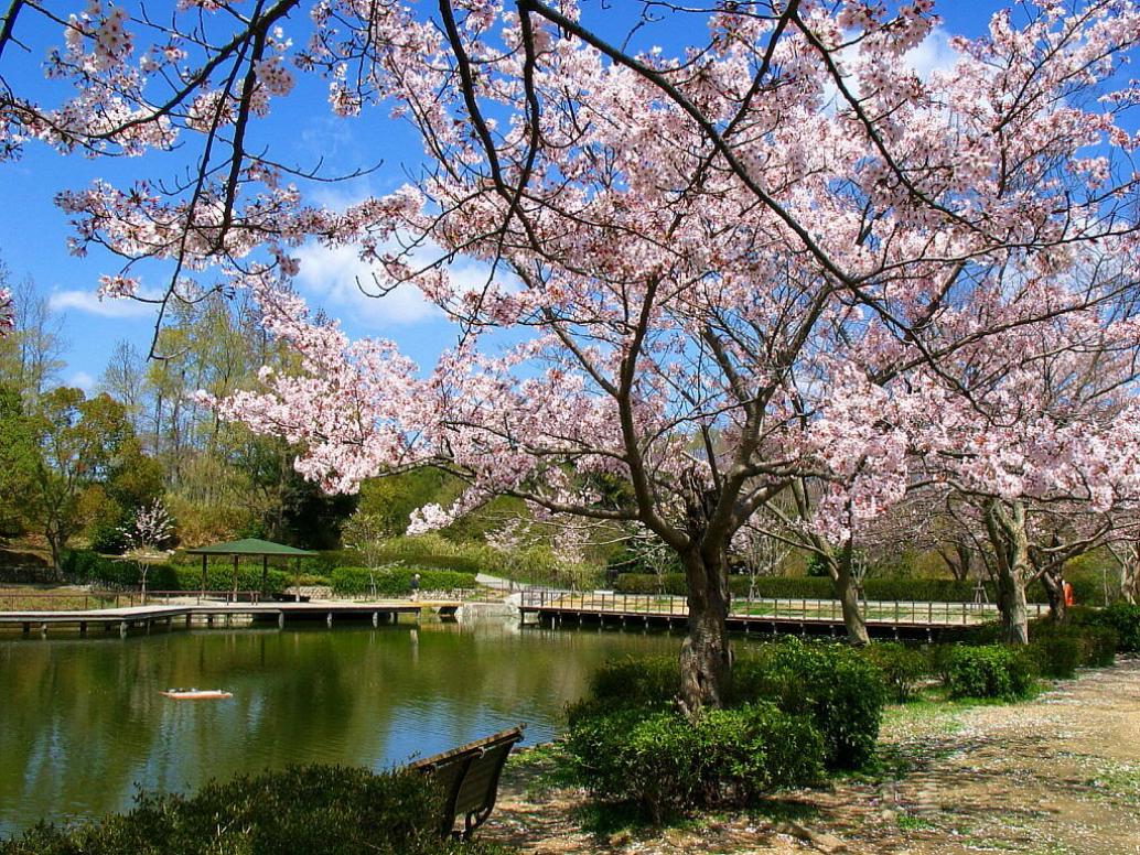 Gambar Taman Bunga Sakura Yang Indah Pernik Dunia Foto - Cherry Blossom , HD Wallpaper & Backgrounds