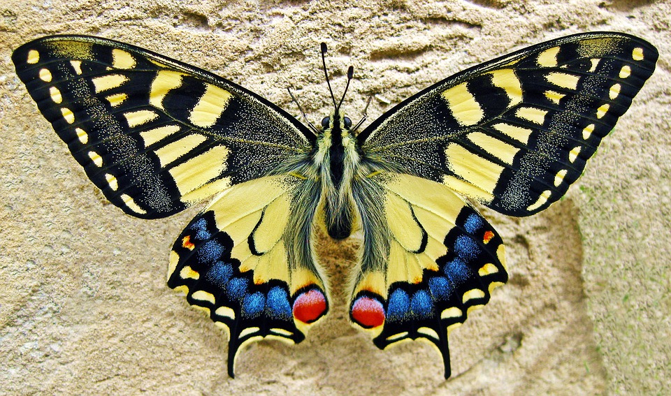 Swallowtail Butterfly , HD Wallpaper & Backgrounds