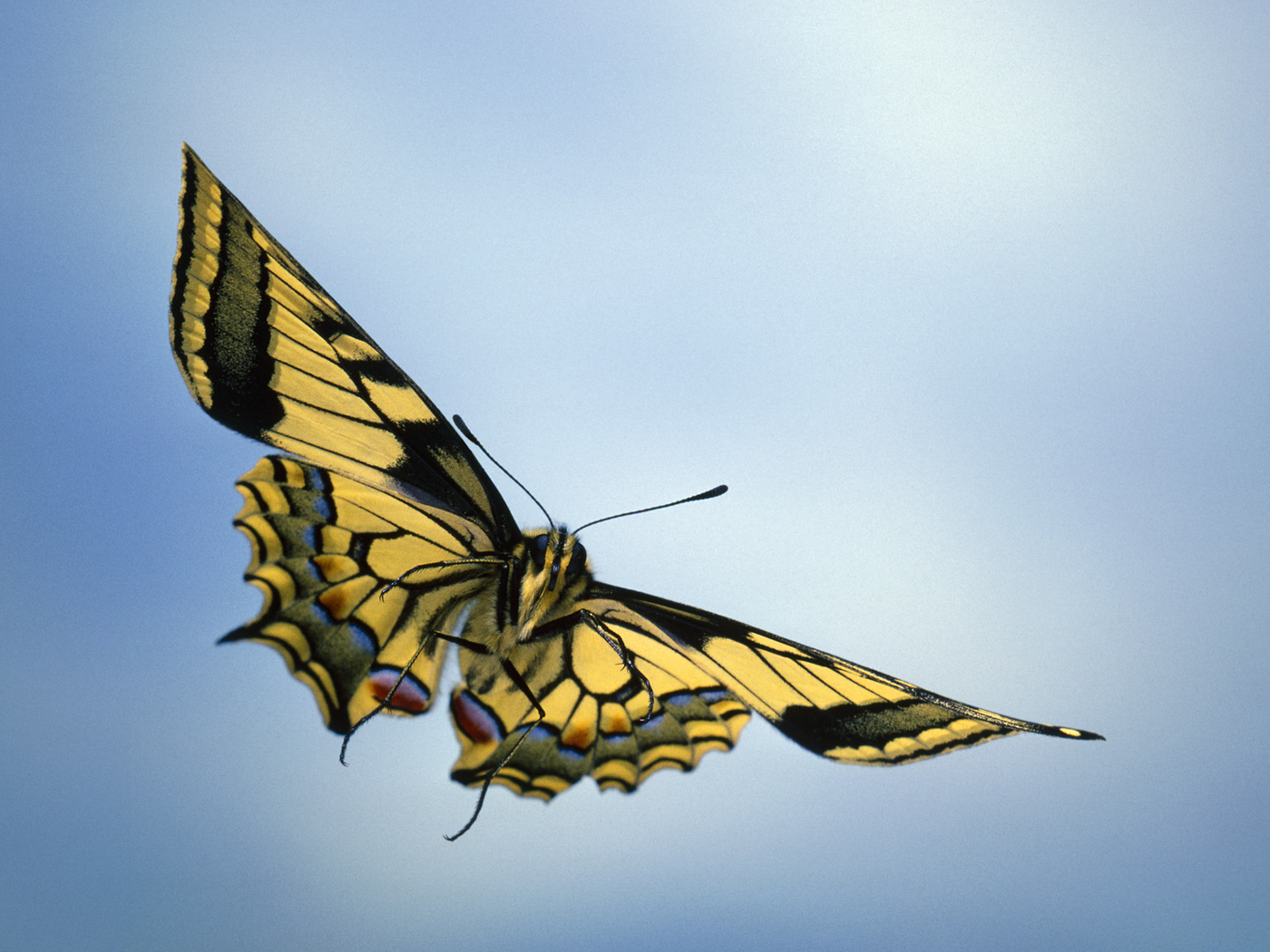 Melihat Kupu Kupu Terbang Di Angkasa - Beautiful Butterfly Flying Sky , HD Wallpaper & Backgrounds