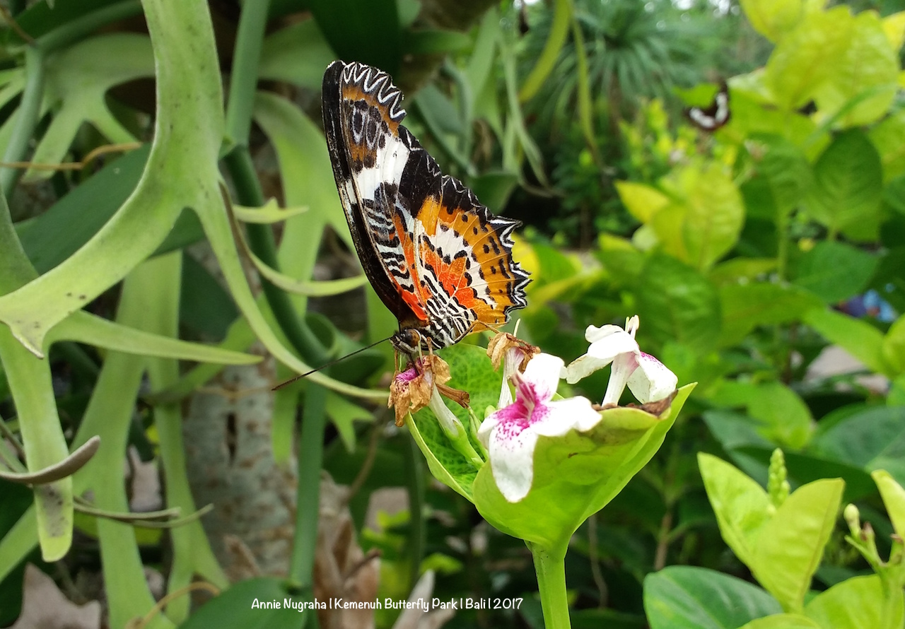 Ada Berbagai Spesies Kupu-kupu Di Sini, Tapi Hampir - Brush-footed Butterfly , HD Wallpaper & Backgrounds