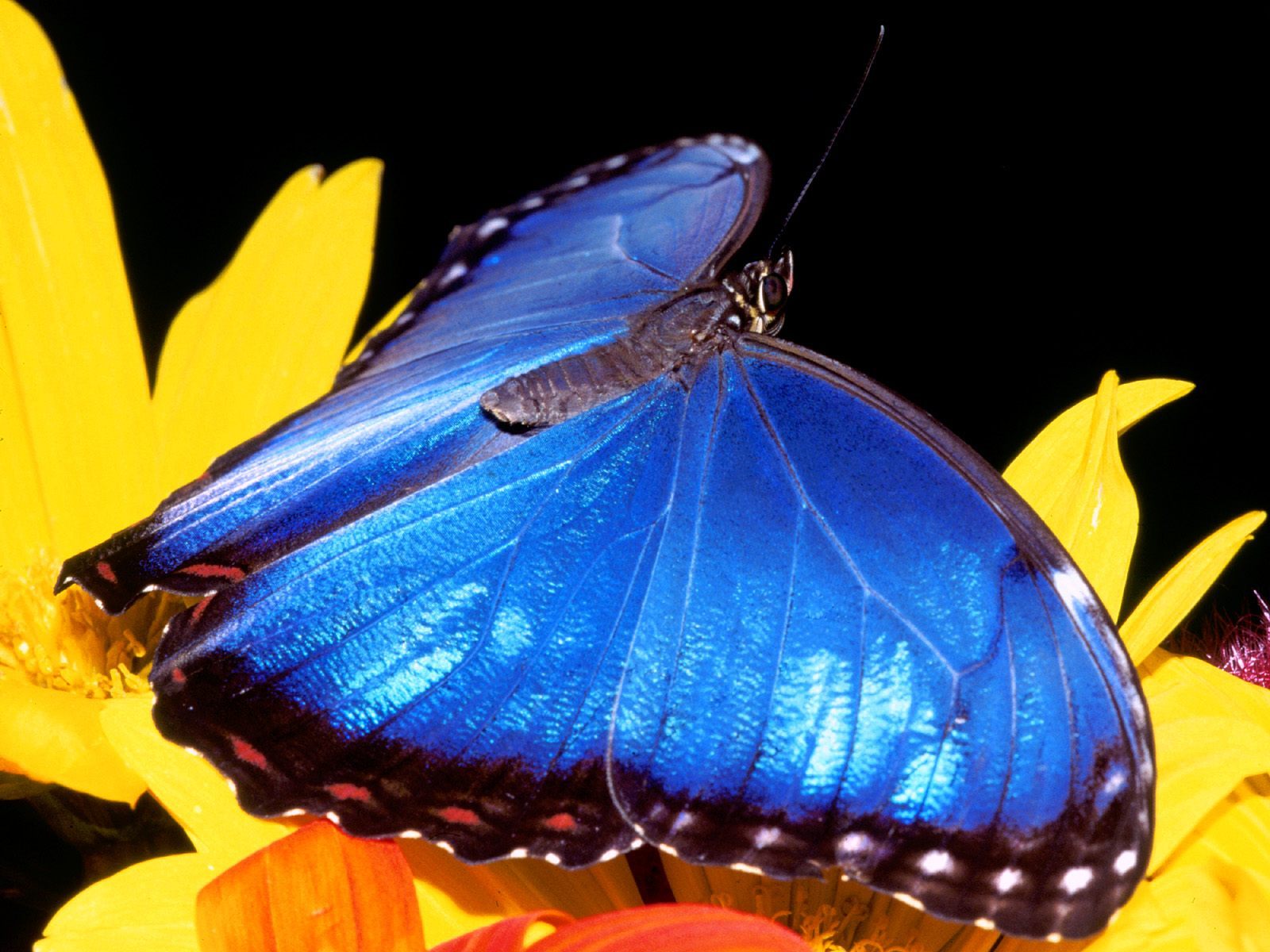 Kupu Kupu Cantik Animal Planet - Postman Butterfly , HD Wallpaper & Backgrounds