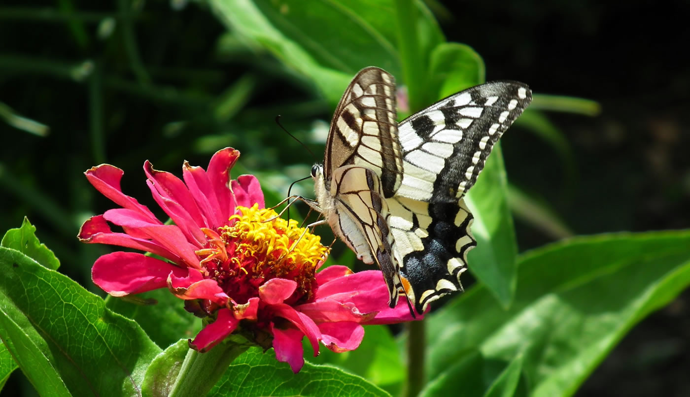 Kupu Kupu Berwarna Putih Sedang Mneghisap Nektar - Swallowtail Butterfly , HD Wallpaper & Backgrounds