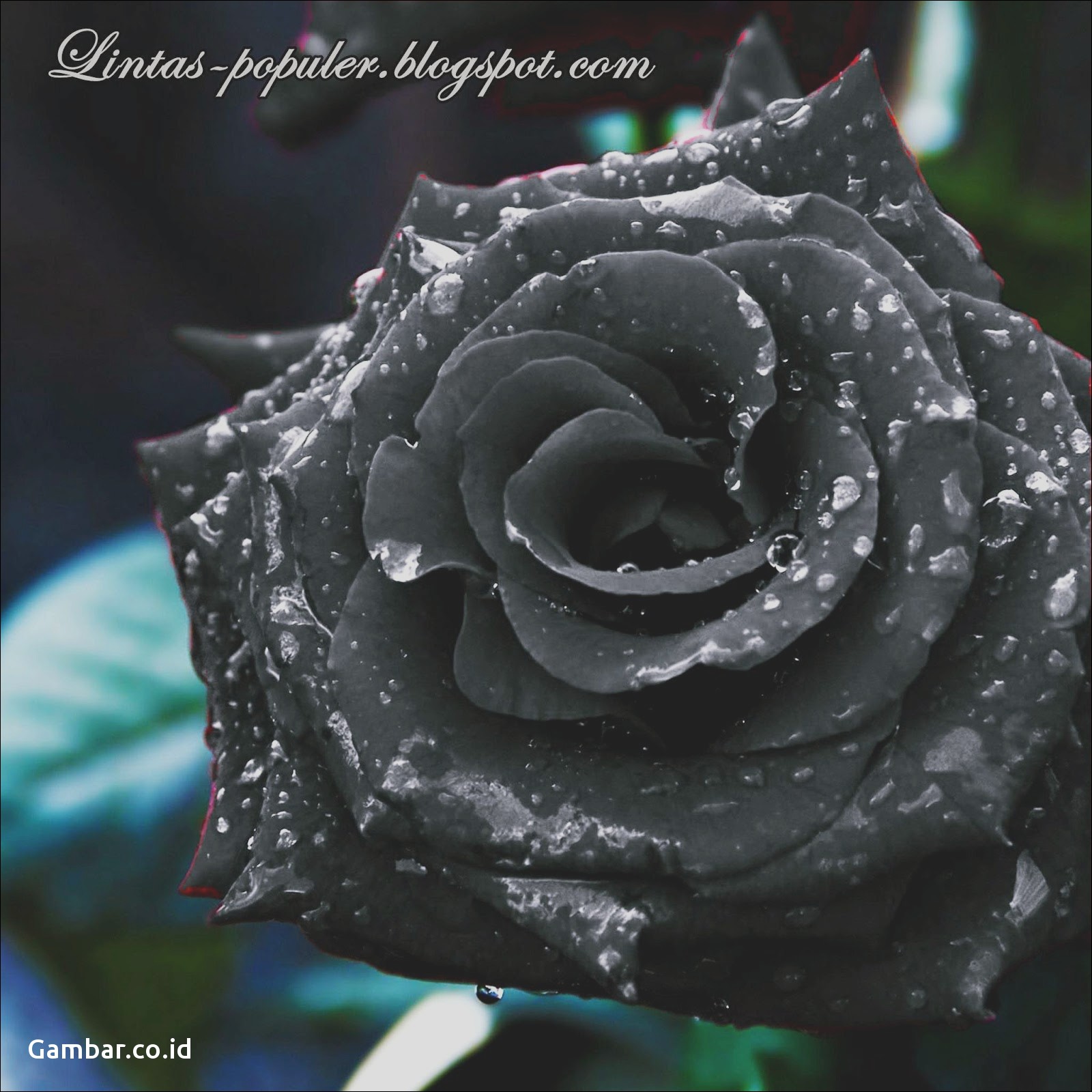 Wallpaper Bunga Cantik Bergerak - Rose , HD Wallpaper & Backgrounds