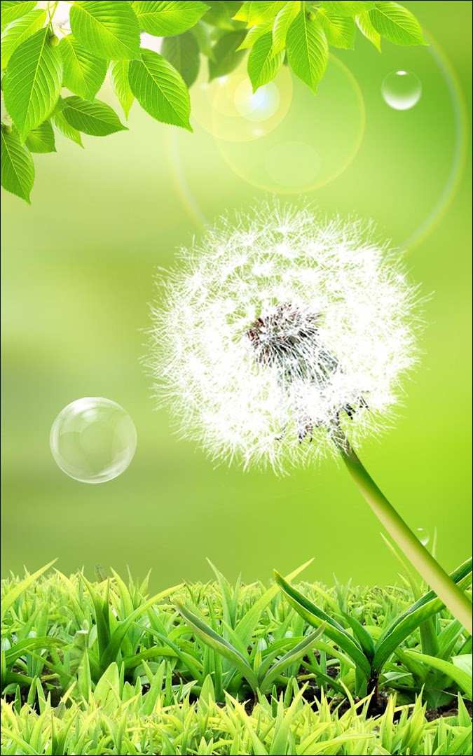 Bunga Bergerak Terupdate Bau Wallpapers Wallpaper Bunga - Samsung Galaxy S3 Dandelion Live Wallpaper Download , HD Wallpaper & Backgrounds