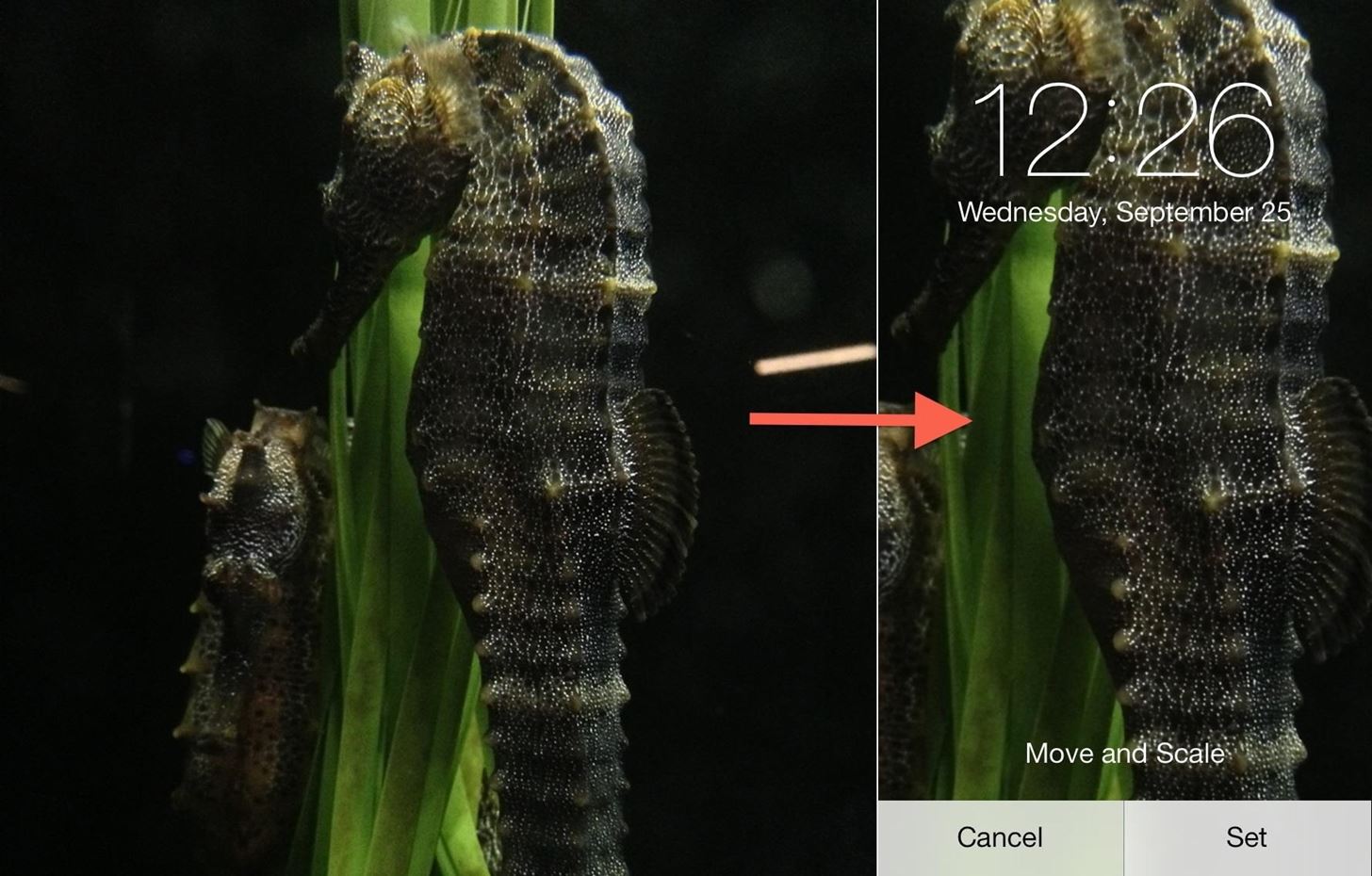 Why Wallpapers Auto Zoom When Cropping - Your Phone Background , HD Wallpaper & Backgrounds