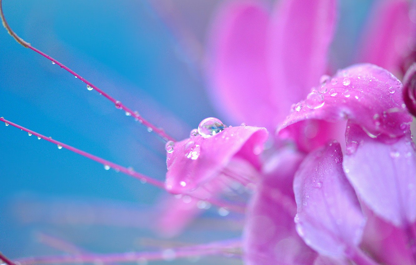 Photo Wallpaper Flower, Drops, Macro, Flowers, Rosa, - Flowers With Water Drops Hd , HD Wallpaper & Backgrounds
