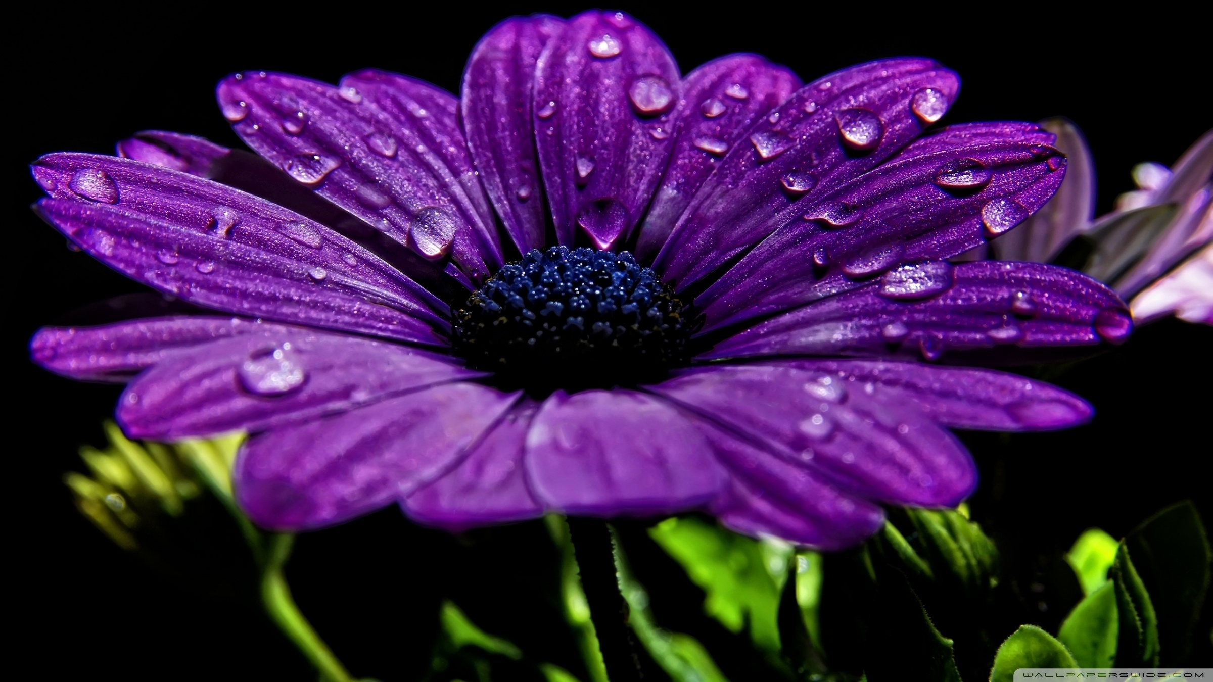 Hd 16 - - Hd Flower Full Screen , HD Wallpaper & Backgrounds