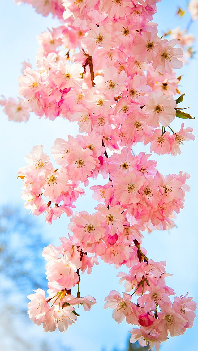 Spring Wallpaper For Desktop Pink Flowers Wallpapers - Hd Flower Wallpaper Phone , HD Wallpaper & Backgrounds