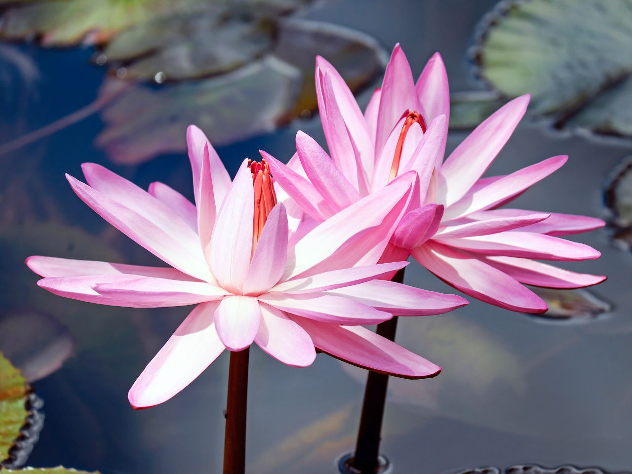 Pink Lotus Flowers Wallpaper 1280×960 Desktop Fullscreen - Wallpaper , HD Wallpaper & Backgrounds