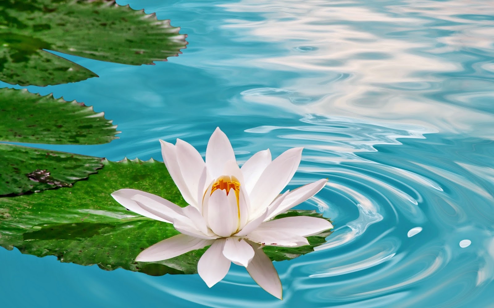 Full Screen Flower Wallpaper For Desktop - White Lotus In Water , HD Wallpaper & Backgrounds