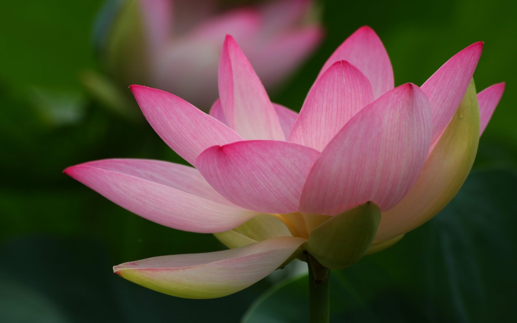 Lotus Flower Wallpaper Free Download - Flowers Up Close Hd , HD Wallpaper & Backgrounds