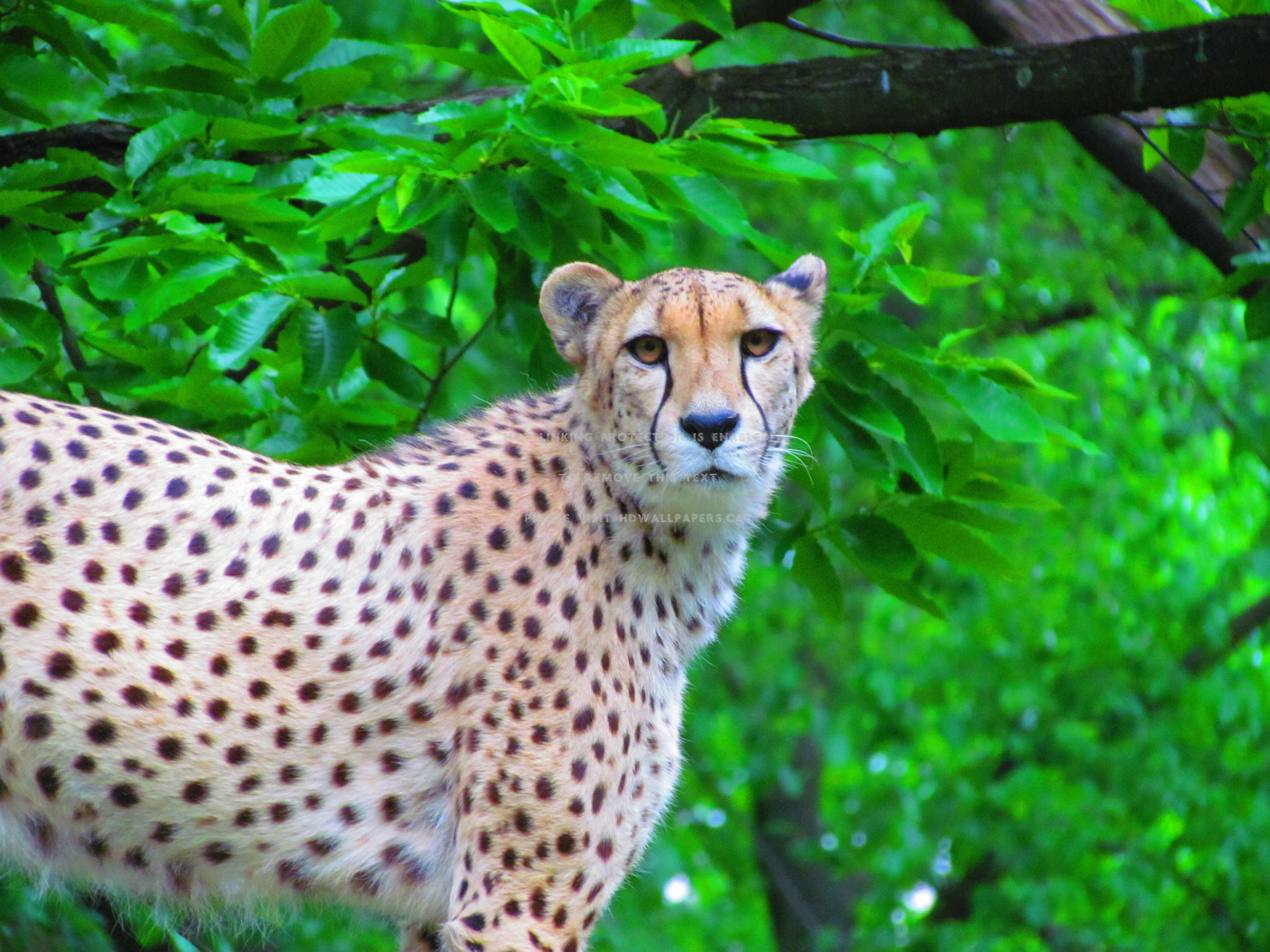 Cheetah , HD Wallpaper & Backgrounds