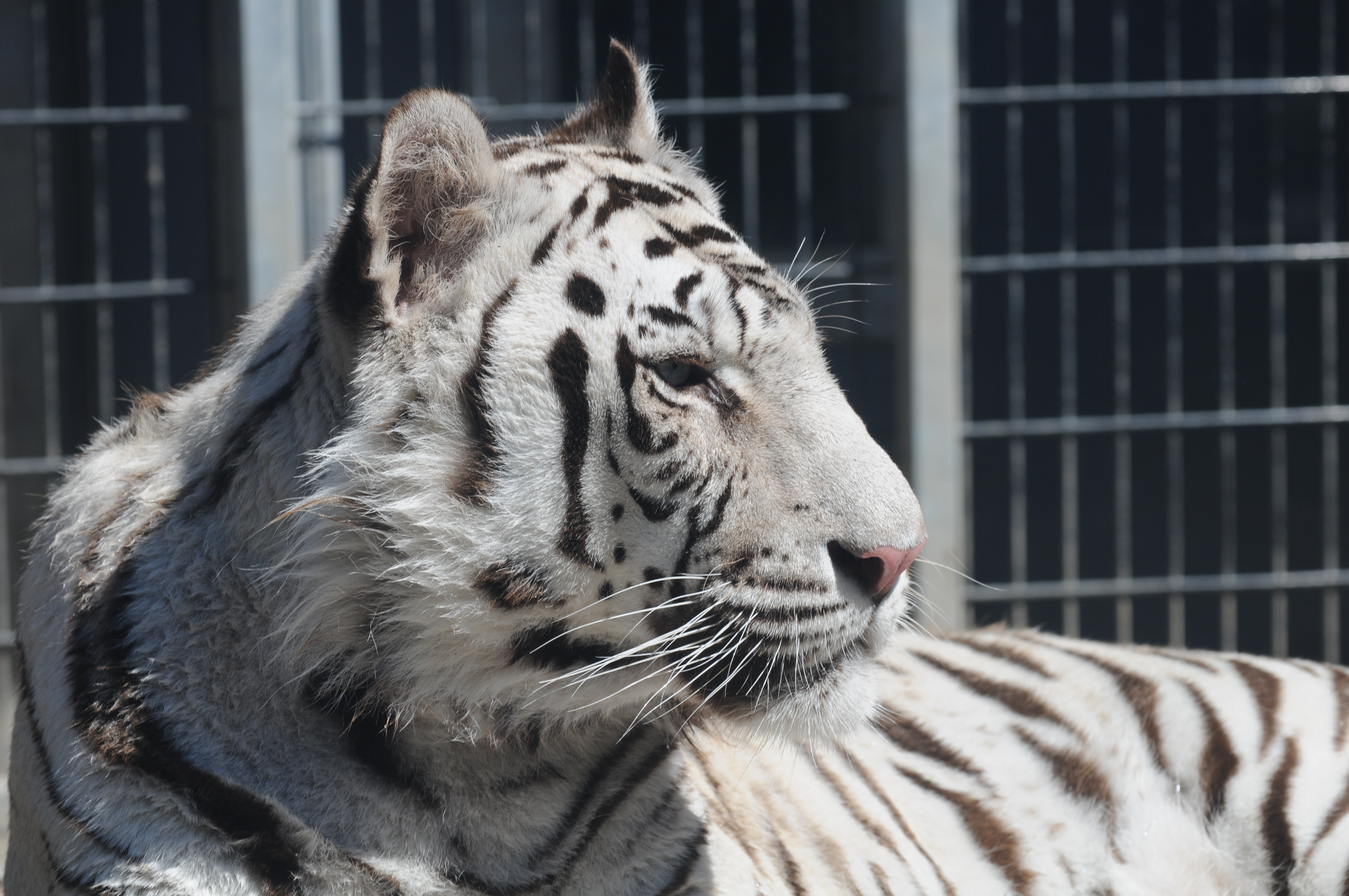 Royal White Bengal Tiger Headshot At Cougar Mountain - Cougar Mountain Zoo , HD Wallpaper & Backgrounds