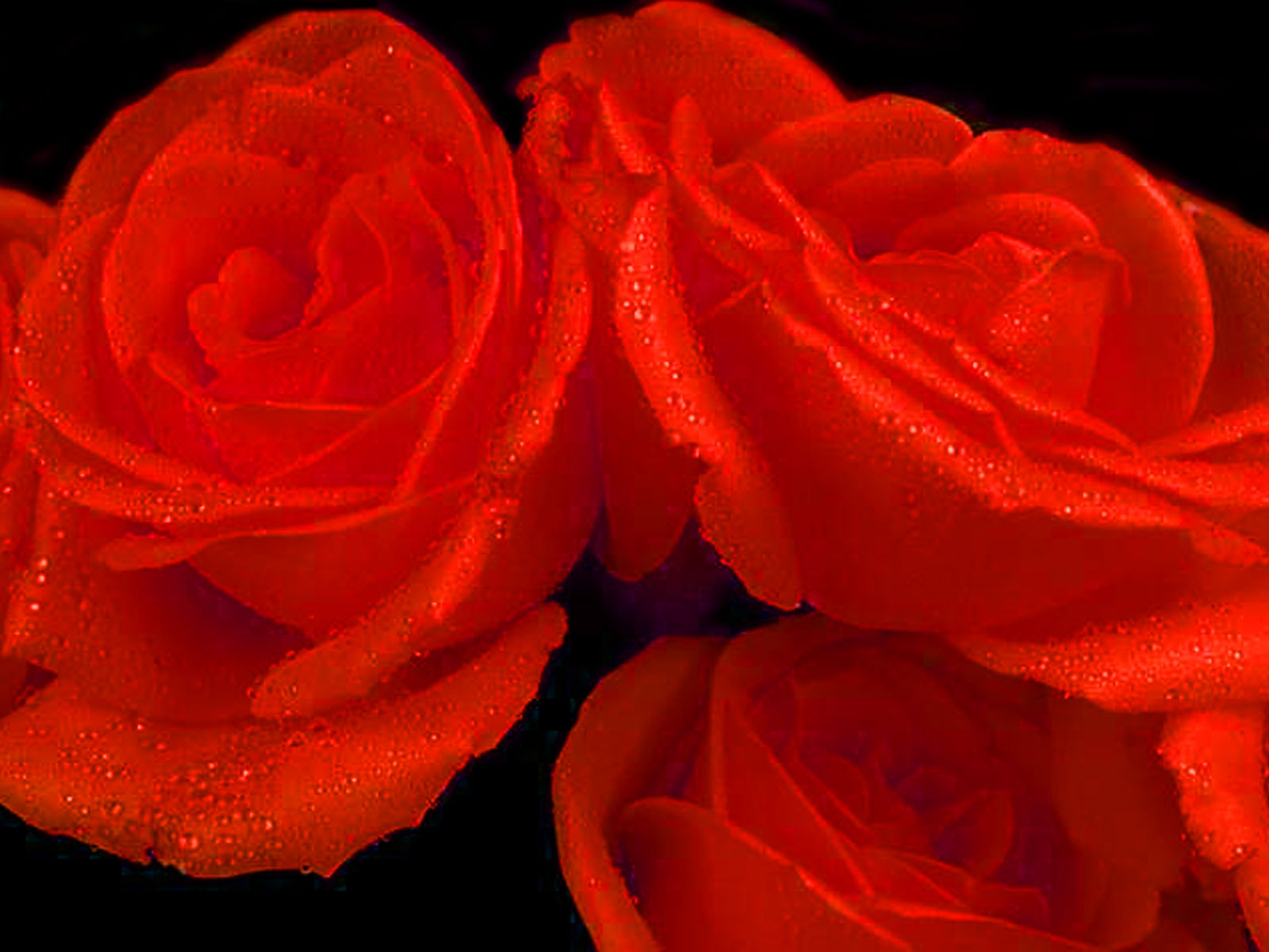 Rose And Heart Wallpaper - Red Rose , HD Wallpaper & Backgrounds