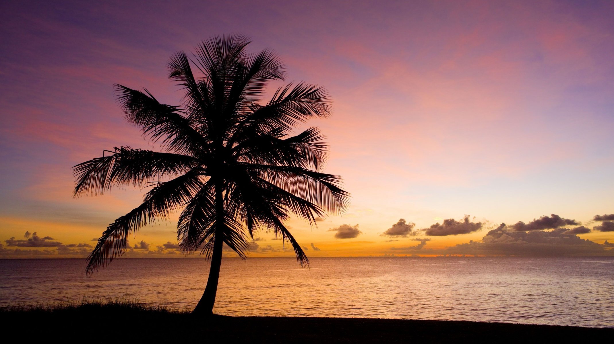 Nature Tree Palma Beach Sand Sea Water Sky Sunset Silhouette - Nature Beach Silhouette , HD Wallpaper & Backgrounds