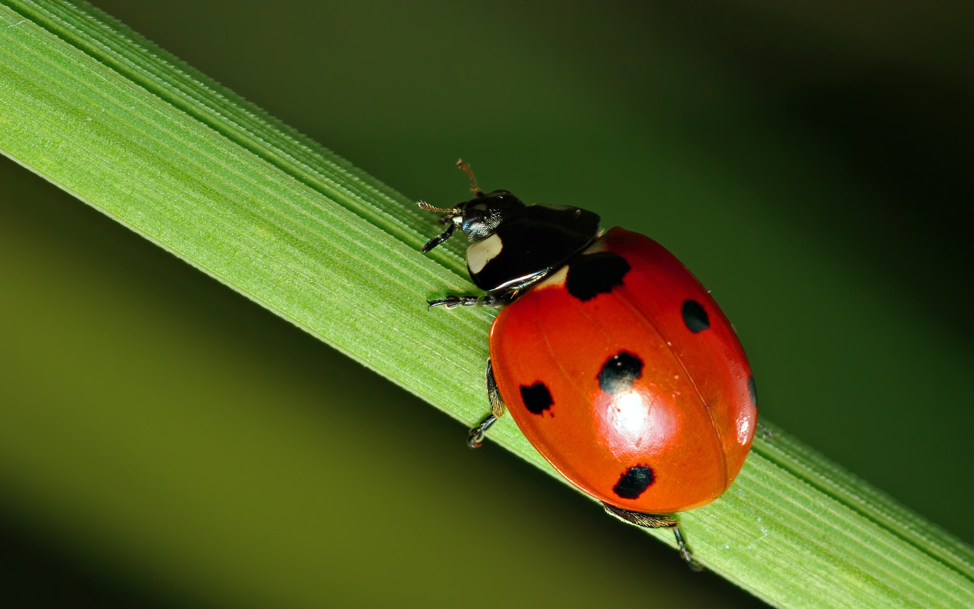 Ladybird - Nature Photo Gif 2016 , HD Wallpaper & Backgrounds