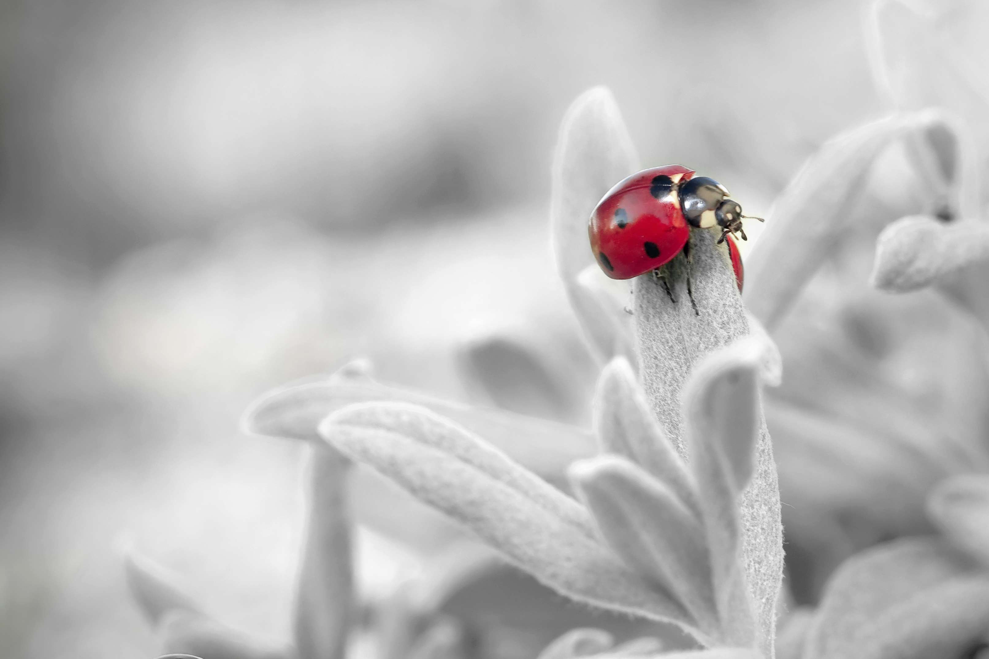Lady Bird Wallpaper - Ladybug Black And White Photography , HD Wallpaper & Backgrounds