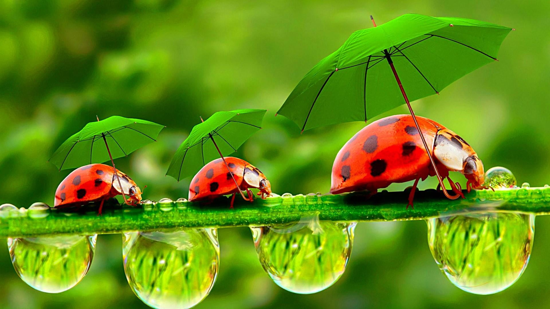 Dreamy, Ladybird, Lady Bug, Umbrella, Grass, Drops, - Fondos De Pantalla Gratis Para Pc , HD Wallpaper & Backgrounds