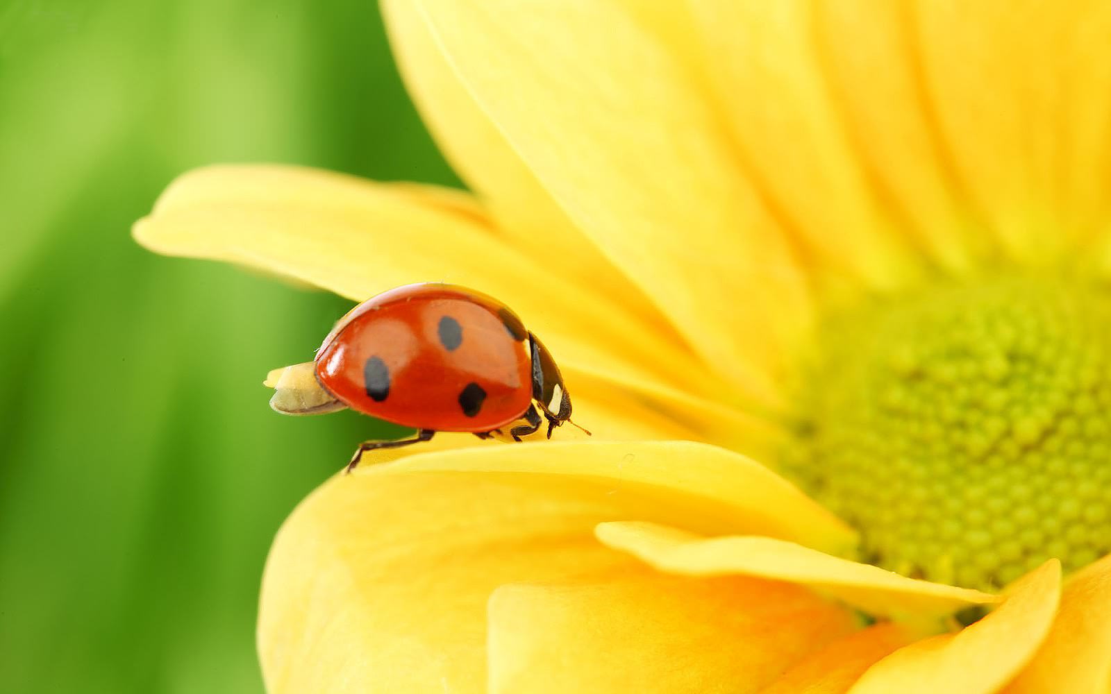 21 Lady Bug Wallpapers, Backgrounds, Images , HD Wallpaper & Backgrounds