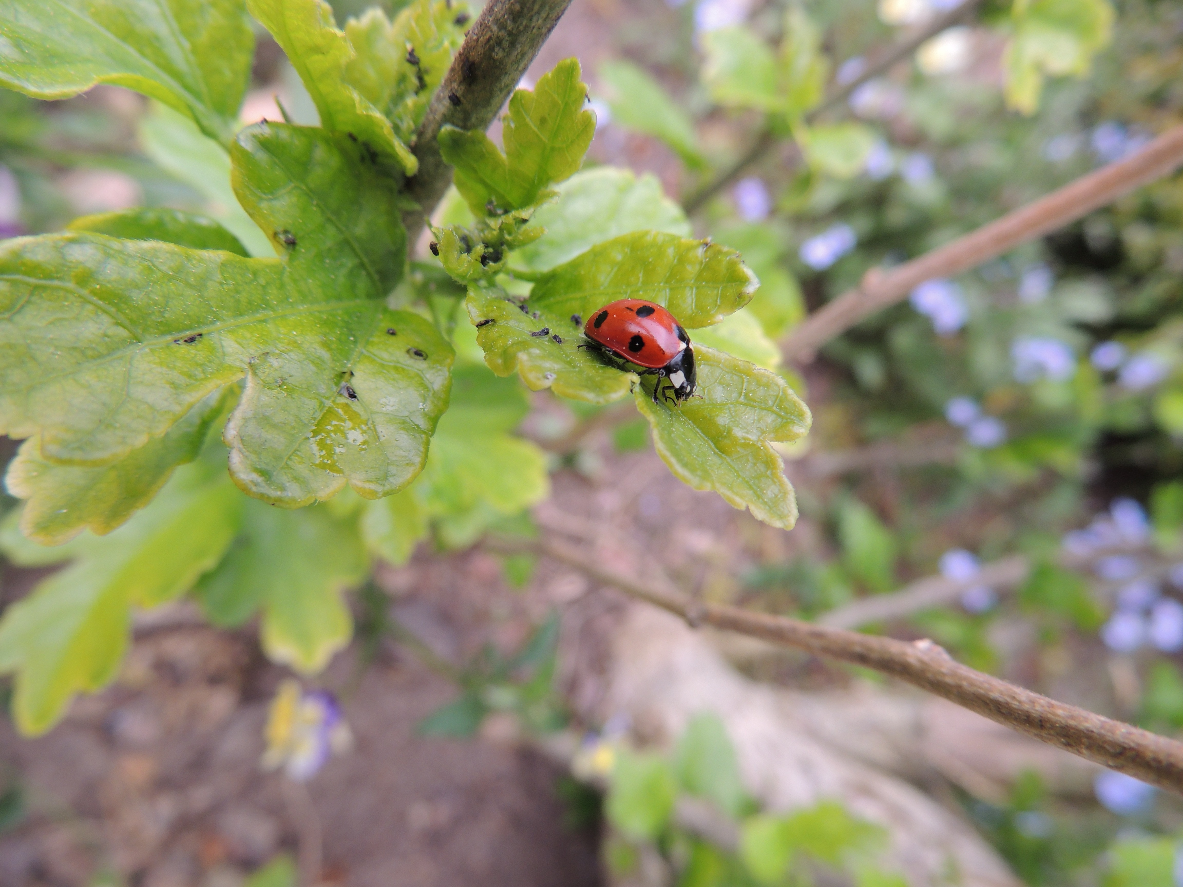 Download Original Image Online Crop - Ladybug , HD Wallpaper & Backgrounds