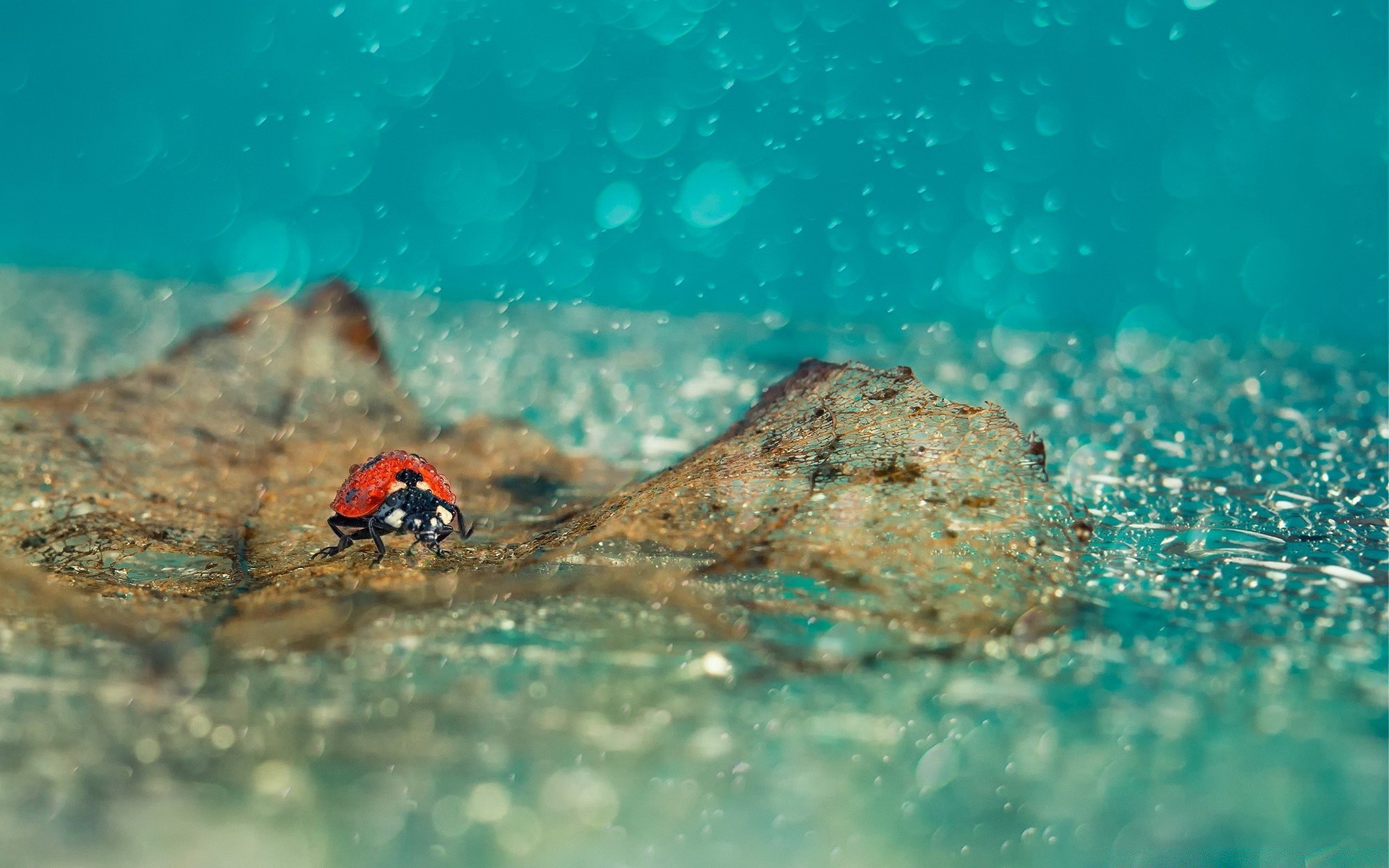 Ladybird In Rain , HD Wallpaper & Backgrounds