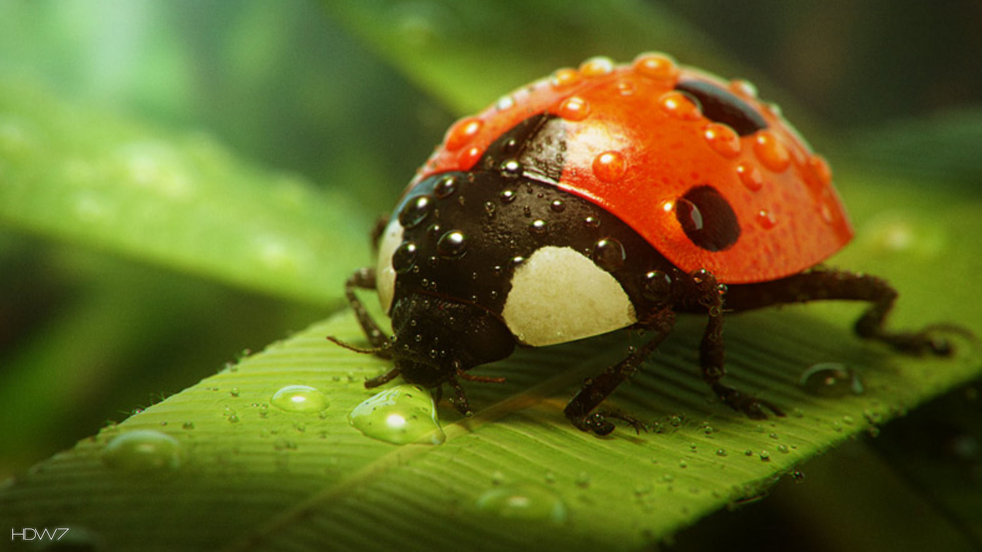 Big Ladybird - 3d Lighting Artist , HD Wallpaper & Backgrounds