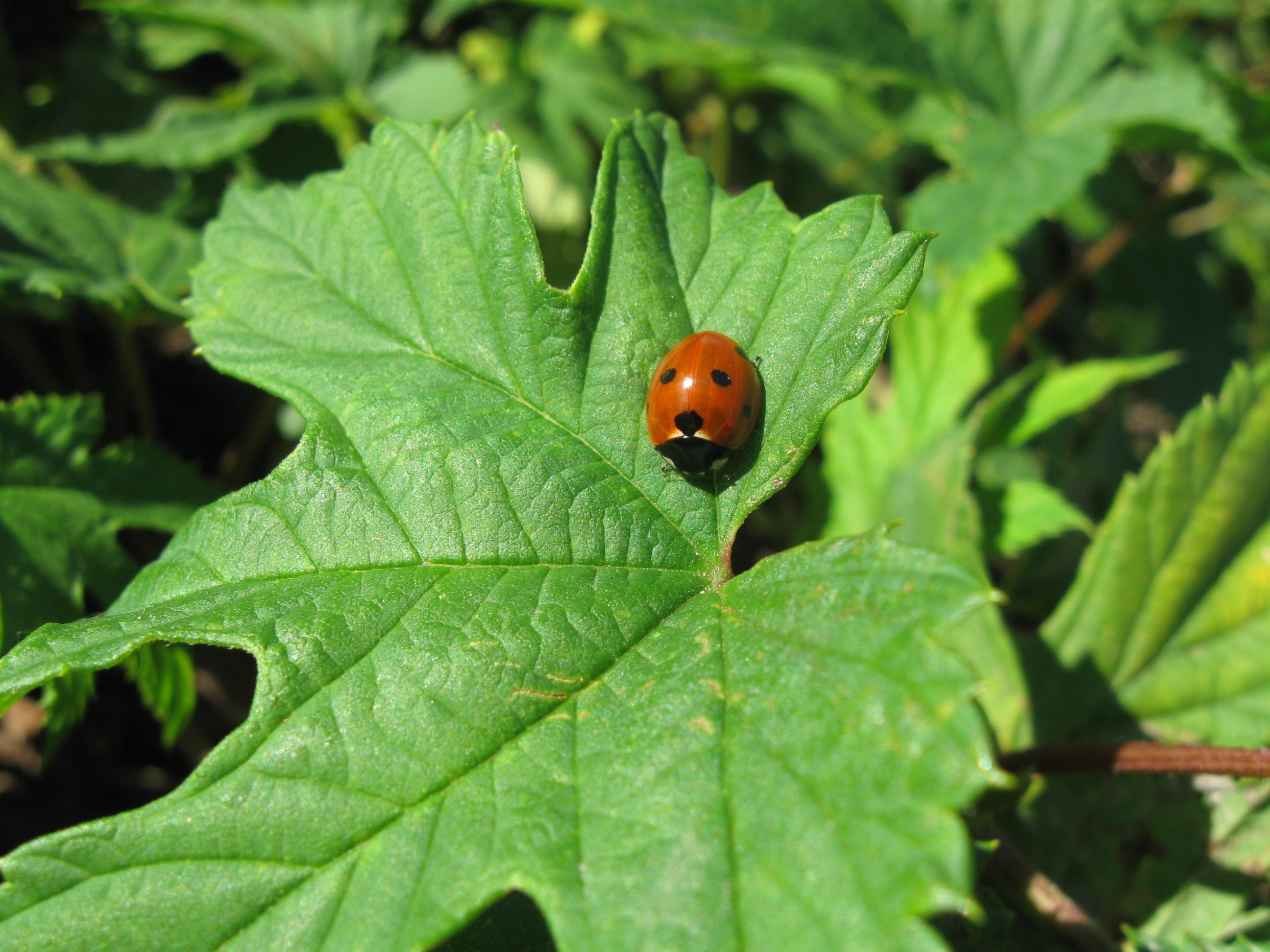 Brown Seven Spotted Lady Bird On Green Leaf - Ladybug , HD Wallpaper & Backgrounds