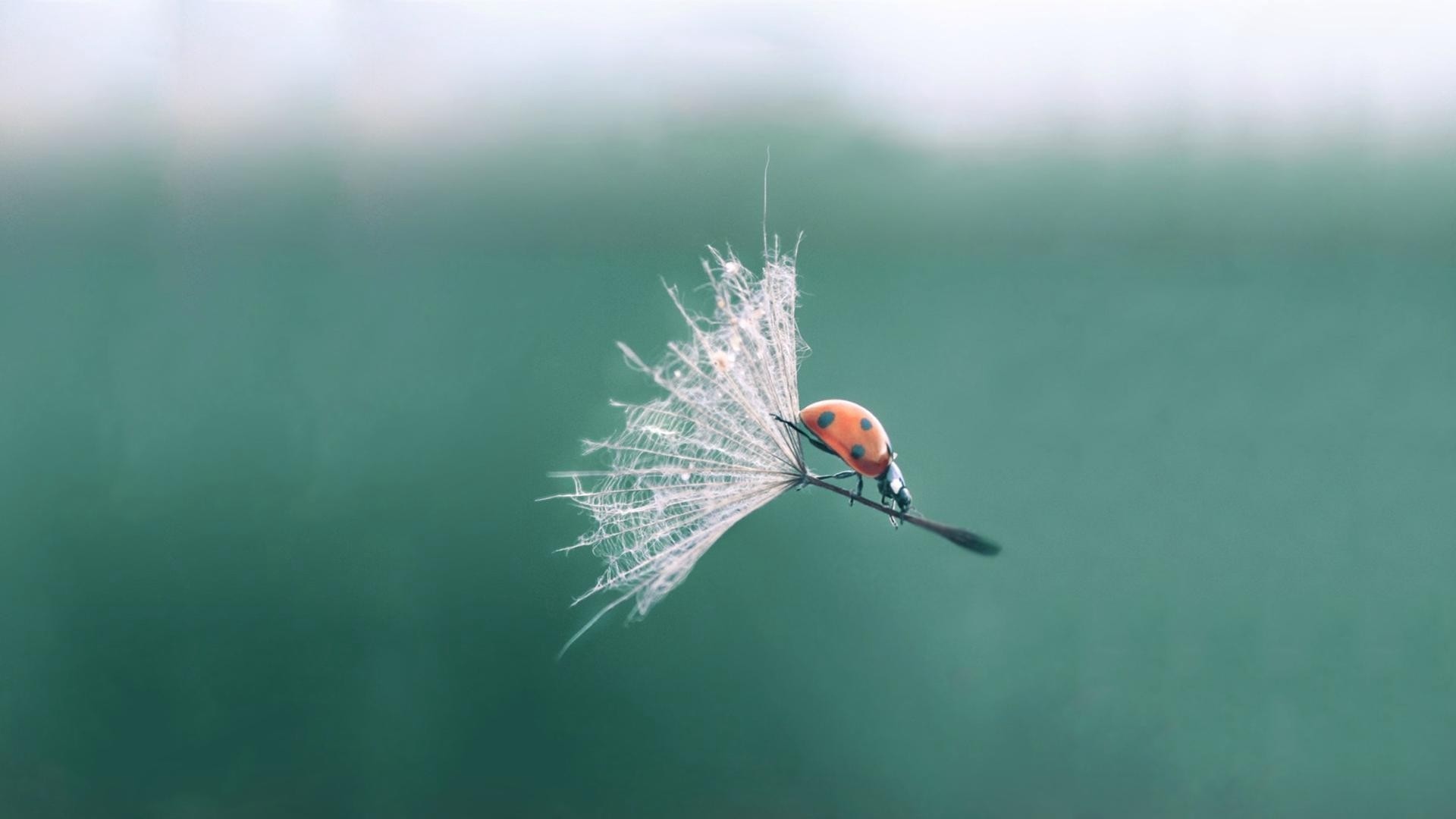 Ladybird Flying With Dandelion - Ladybug On A Dandelion , HD Wallpaper & Backgrounds