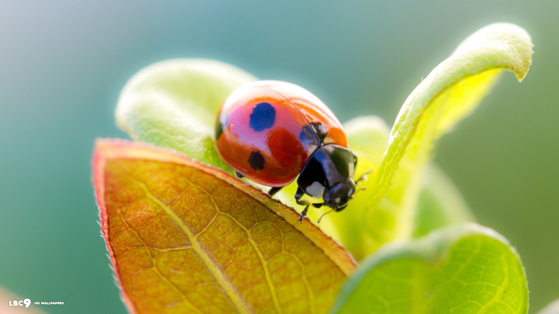 The Most Beautiful Ladybird Beetle Wallpaper - Hd Screen Saver For Pc , HD Wallpaper & Backgrounds