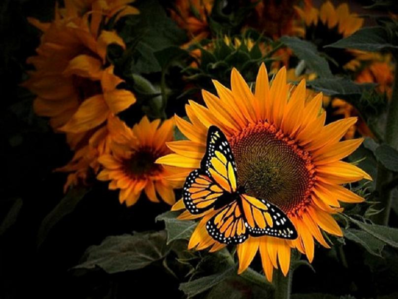 Natural Slpendor - Sunflower And Monarch Butterfly , HD Wallpaper & Backgrounds