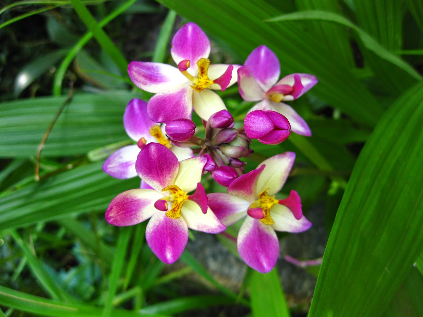 Flora Fauna Flowers Plants Wallpaper Images - Moth Orchid , HD Wallpaper & Backgrounds
