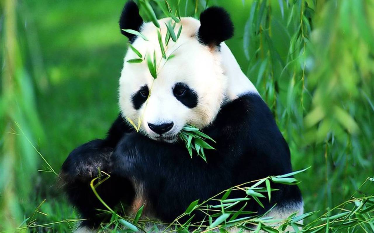 Flora And Fauna Fondo De Pantalla Possibly With A Giant - Pandas In A Bamboo Forest , HD Wallpaper & Backgrounds