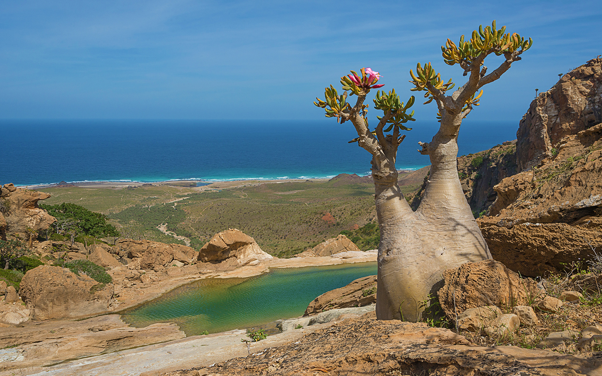 Socotra Island Bottle Trees , HD Wallpaper & Backgrounds