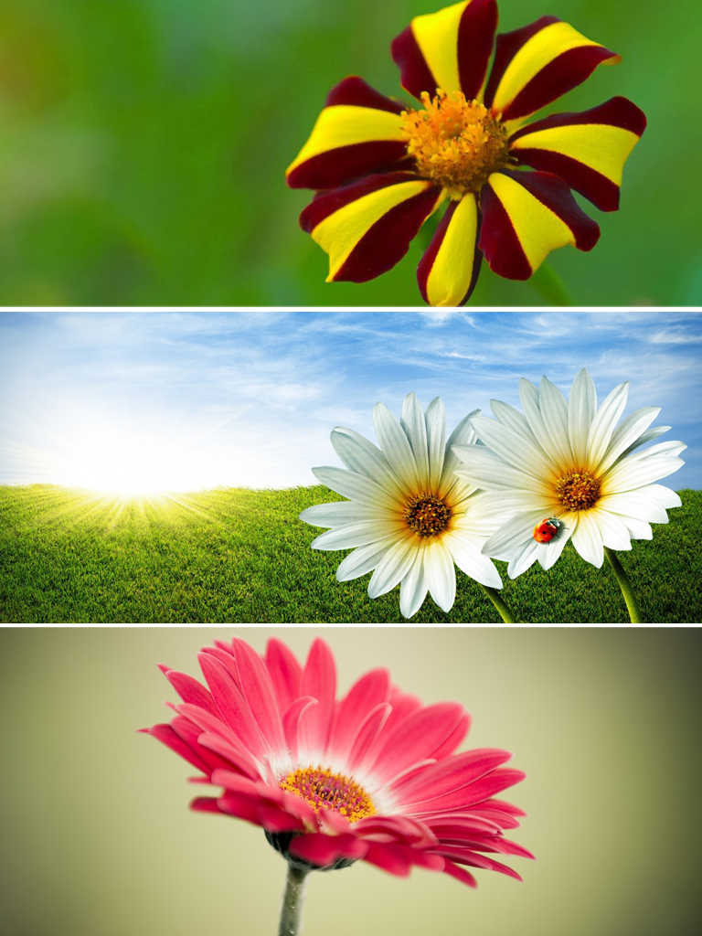 Beautiful Flowers Wallpapers - Flower Wallpaper Hd , HD Wallpaper & Backgrounds