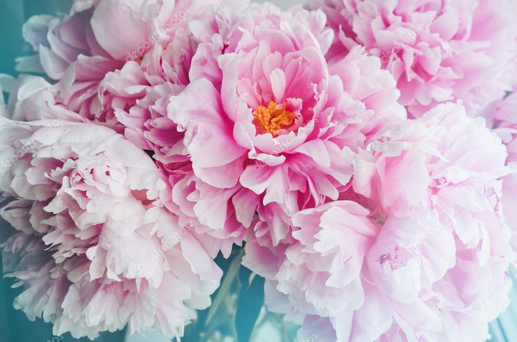 Fresh Bunch Of Pink Peonies Peony Roses Flowers, White - Flower Website Design , HD Wallpaper & Backgrounds