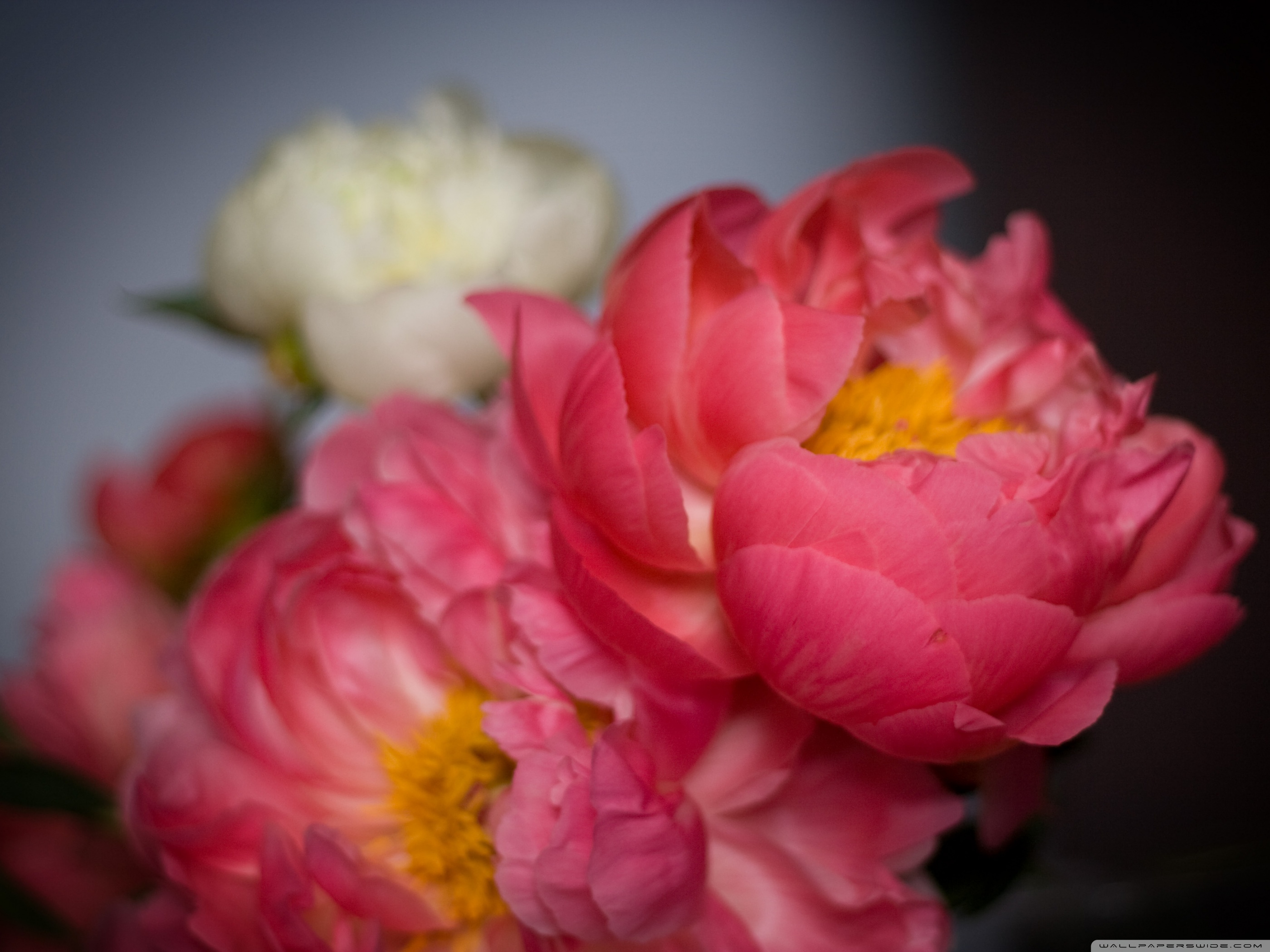 Standard - Common Peony , HD Wallpaper & Backgrounds