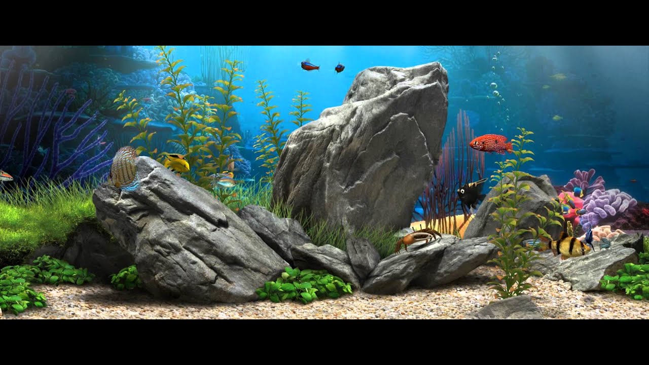 3d Fish Aquarium - Dream Aquarium , HD Wallpaper & Backgrounds
