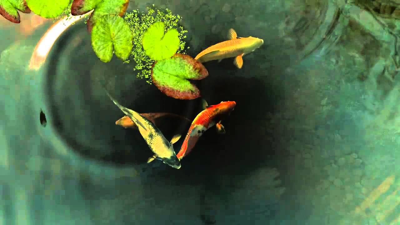 Koi Fish Live Wallpaper - Koi Fish , HD Wallpaper & Backgrounds