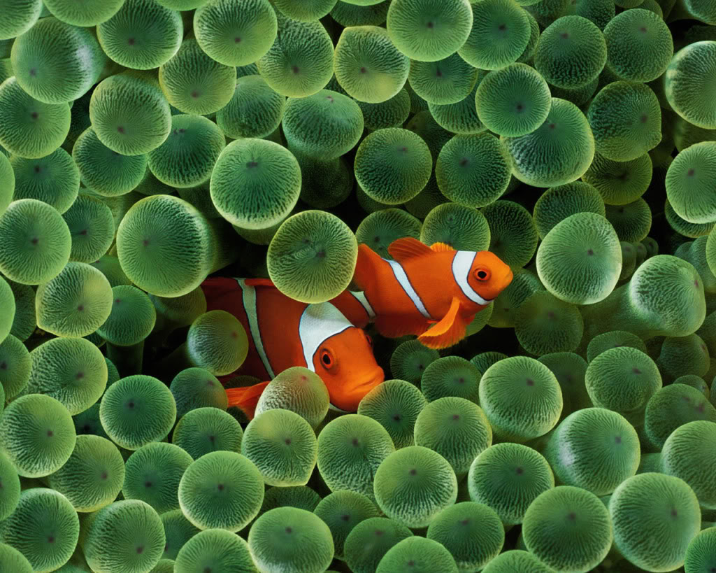 Click Here To View The Original Image Of 739x591px - Clown Fish , HD Wallpaper & Backgrounds