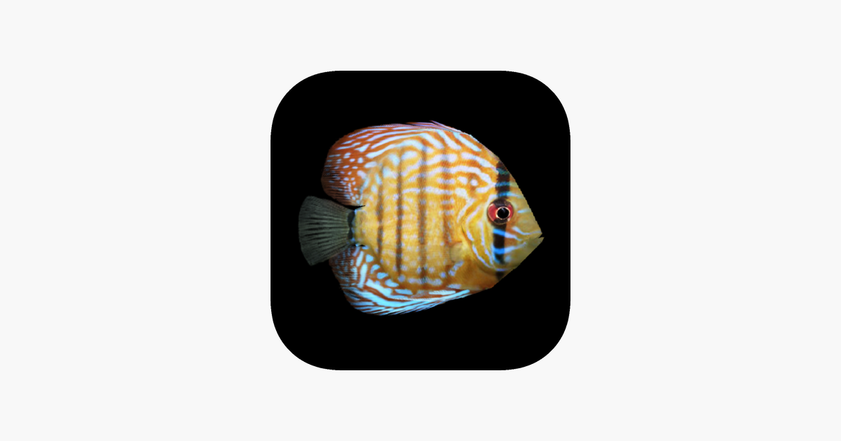 Live Wallpapers For Fish With Black Bg 4 - Chambered Nautilus , HD Wallpaper & Backgrounds