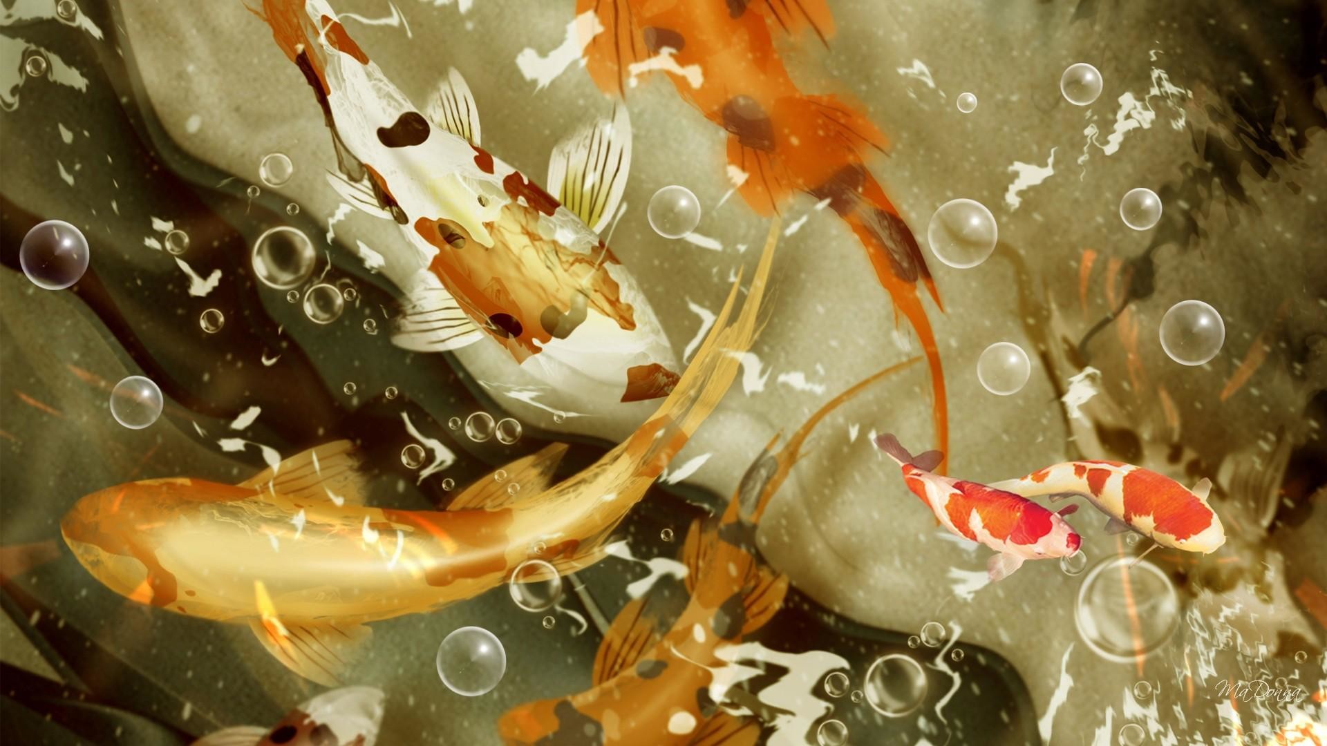 Koi Fish Live Wallpaper - ปลา ครา ฟ Hd , HD Wallpaper & Backgrounds