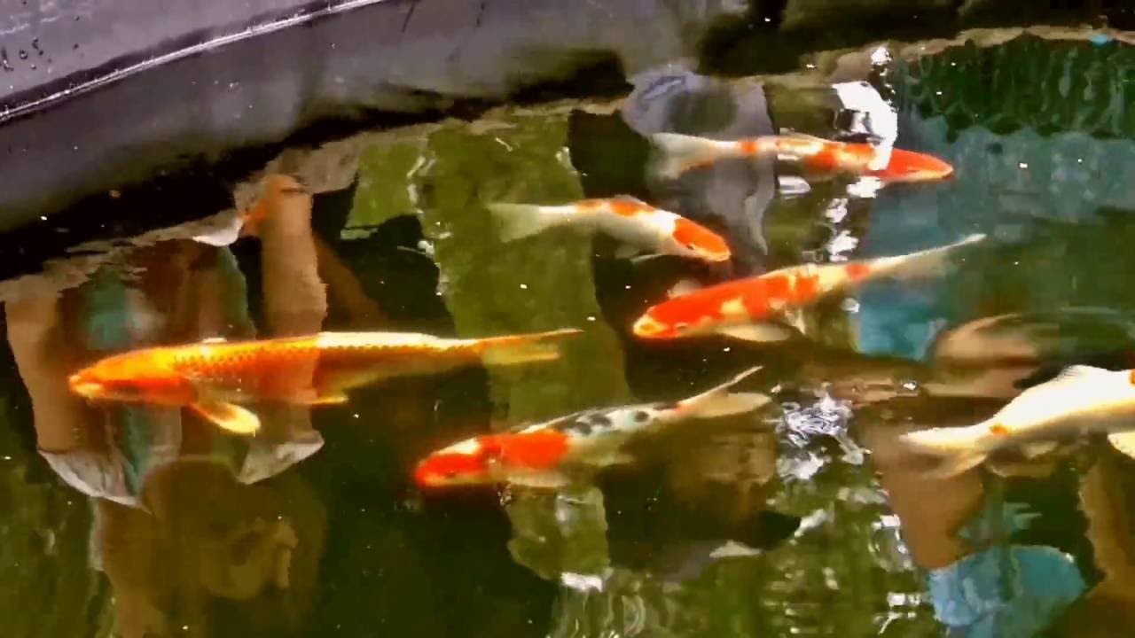 Free Koi Fish Live Wallpaper - Feeder Fish , HD Wallpaper & Backgrounds