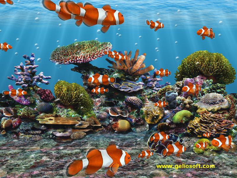 Moving Fish Screensavers , HD Wallpaper & Backgrounds