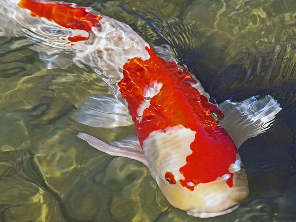 Koi Live Wallpaper For Pc , HD Wallpaper & Backgrounds