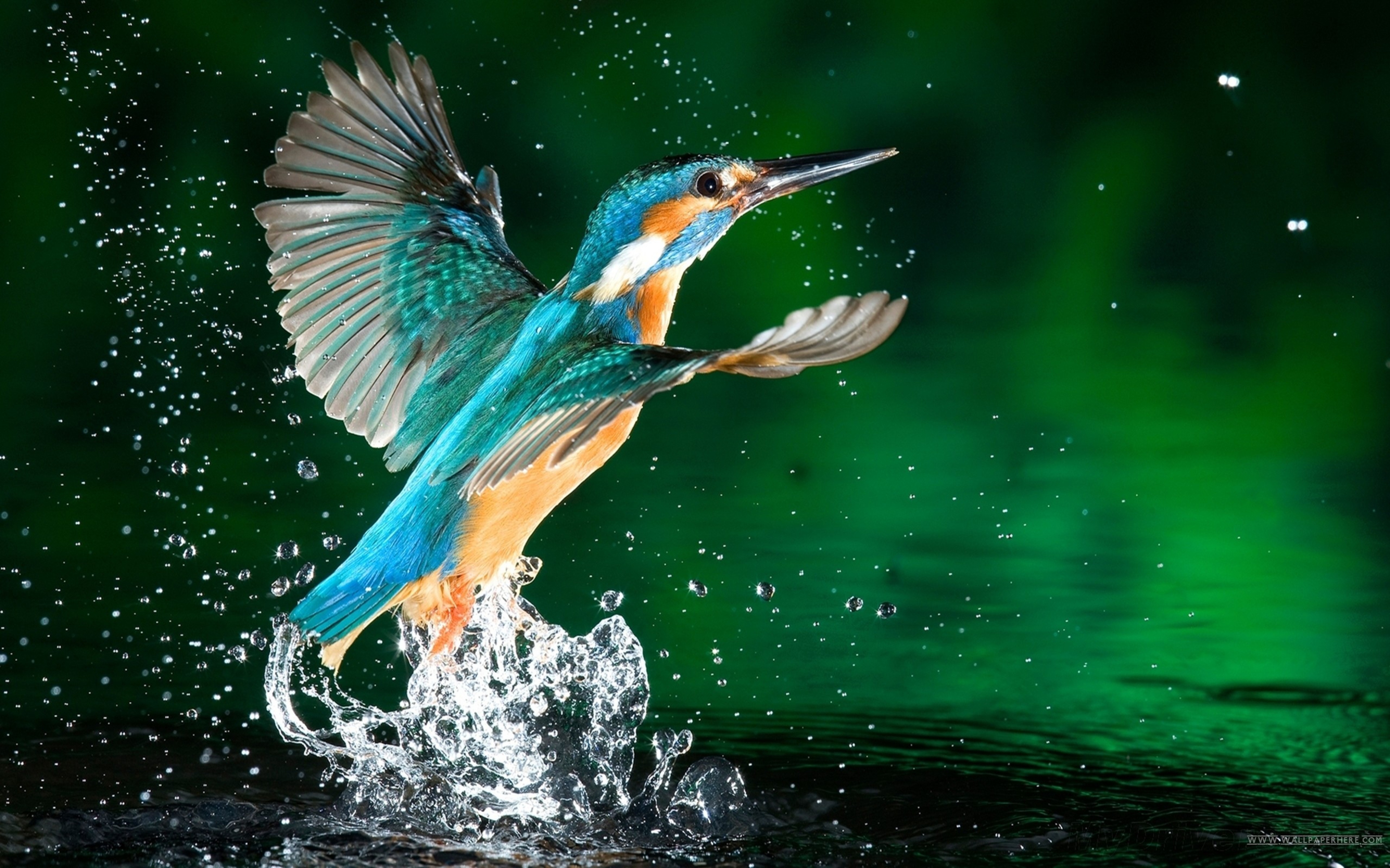 Download Original Resolution - Bird Flying From Water , HD Wallpaper & Backgrounds