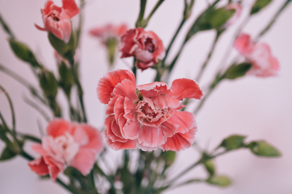 Desktop Wallpaper Mobile Phones 4k Resolution Flower - Carnation Wallpaper Iphone , HD Wallpaper & Backgrounds