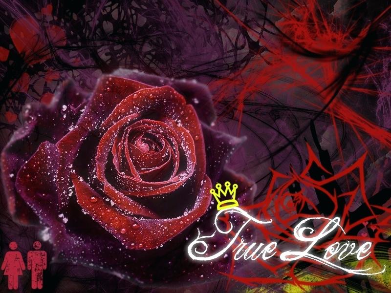 Nature Love Wallpaper Hd P Love Mobile Wallpaper P - Black Rose With Dew , HD Wallpaper & Backgrounds